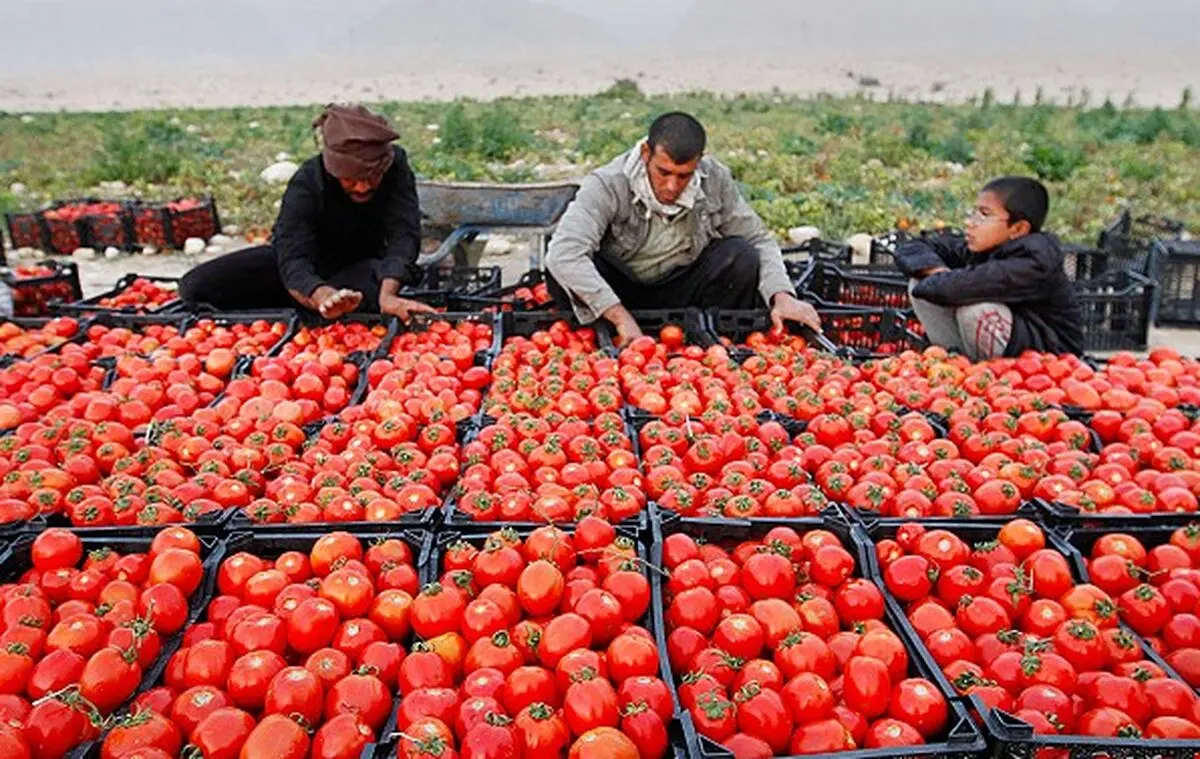 برداشت بیش از ۸۰ هزار تن گوجه فرنگی در مشهد