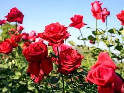 صادرات ۱.۶ میلیون شاخه گل رز از شیراز به بازارهای منطقه