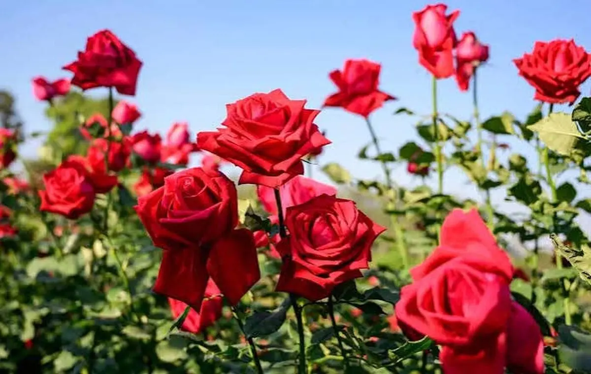 صادرات ۱.۶ میلیون شاخه گل رز از شیراز به بازارهای منطقه