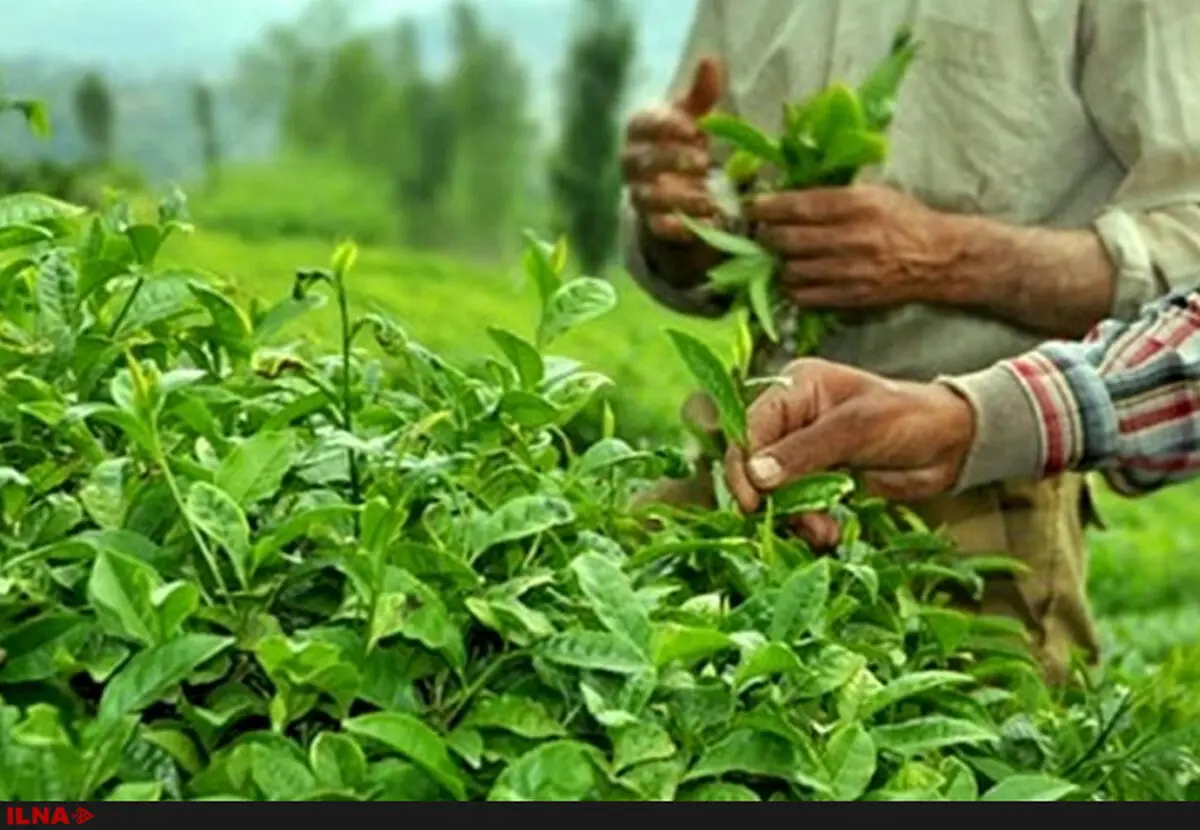 پرداخت ۴۷ درصدی مطالبات چایکاران/ بازگشت اقبال مصرف کننده داخلی به چای ایرانی/ افزایش ۲۲ درصدی سطح زیر کشت باغات با احیای مجدد باغات رها شده 