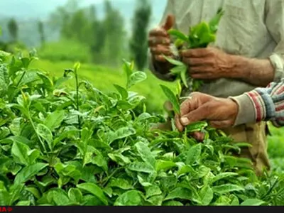 پرداخت ۴۷ درصدی مطالبات چایکاران/ بازگشت اقبال مصرف کننده داخلی به چای ایرانی/ افزایش ۲۲ درصدی سطح زیر کشت باغات با احیای مجدد باغات رها شده 