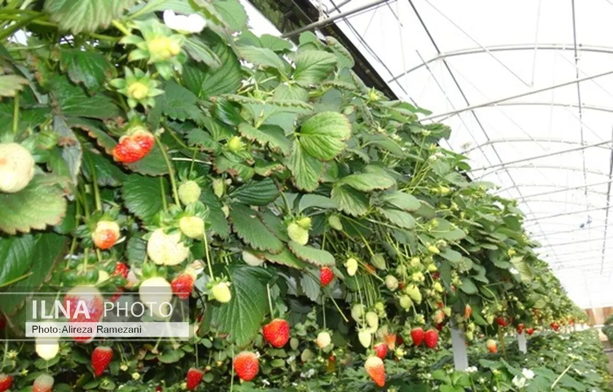 کشت گلخانه‌ای بهترین راه برای بهره‌برداری از ظرفیت‌های کشاورزی شاهین دژ 