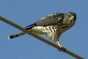 رهاسازی پرنده شکاری «سارگپه» در منطقه حفاظت شده کرکس نطنز 