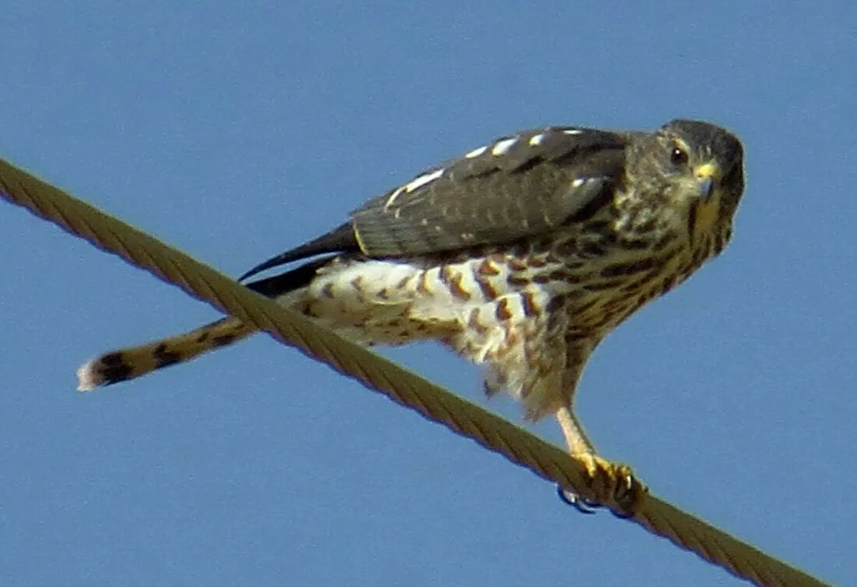رهاسازی پرنده شکاری «سارگپه» در منطقه حفاظت شده کرکس نطنز 