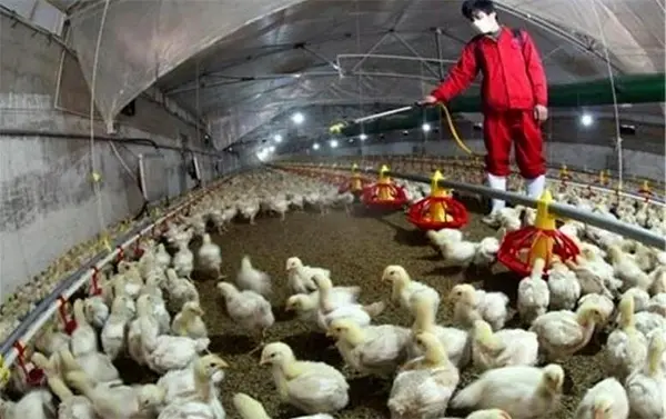 مسئولیت تنظیم بازار مرغ و تخم مرغ به تشکل ها واگذار شد