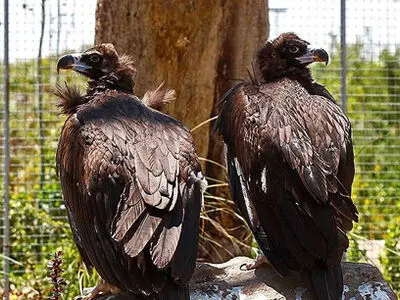 چه پرندگانی در تهران زندگی می‌کنند؟