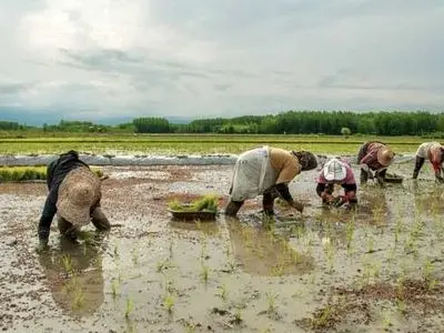 علائم و دلایل بروز تب شالیزار در انسان