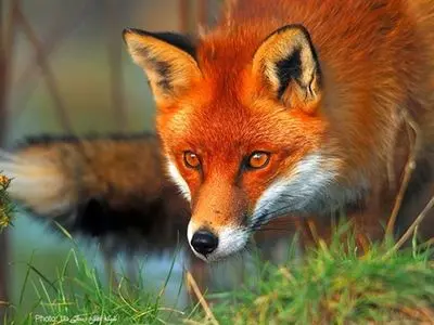 علت حضور روباه‌ها در تهران