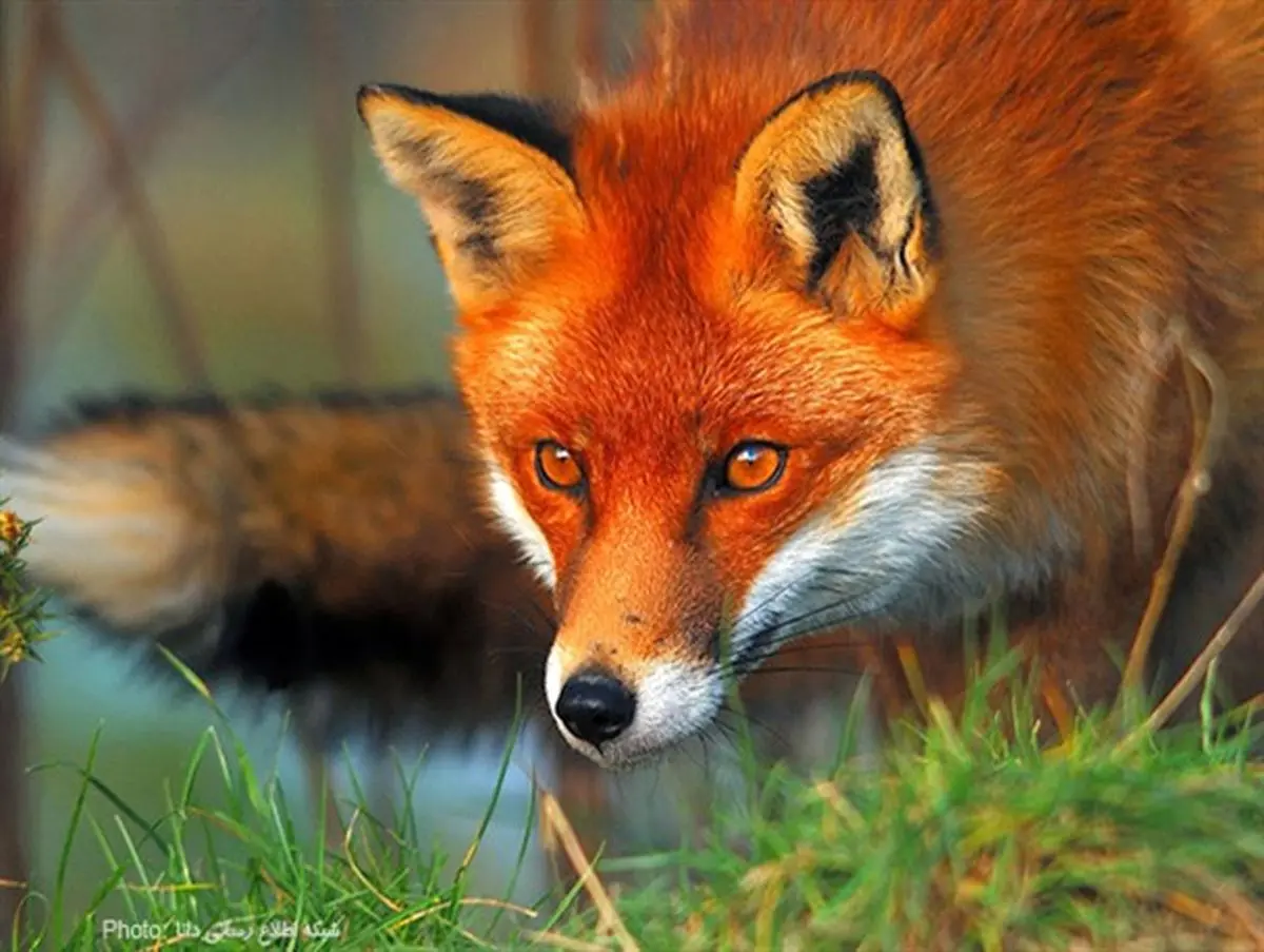 علت حضور روباه‌ها در تهران