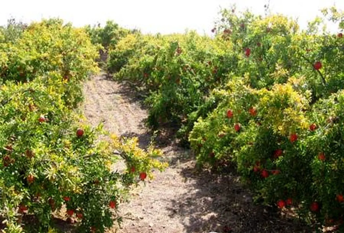 گام مؤثر دانشگاه بیرجند در صرفه‌جویی منابع آب