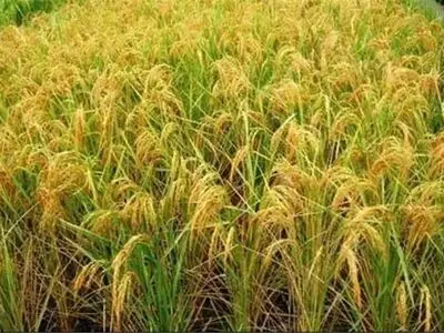 بهره برداری از 115 هکتار زمین بلا کشت 