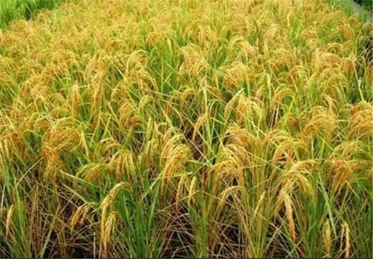 بهره برداری از 115 هکتار زمین بلا کشت 