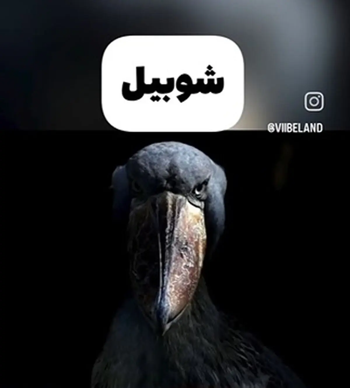 این پرنده ها ترسناک ترین صداها رو دارند + فیلم