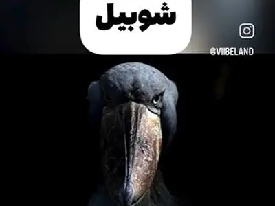 این پرنده ها ترسناک ترین صداها رو دارند + فیلم