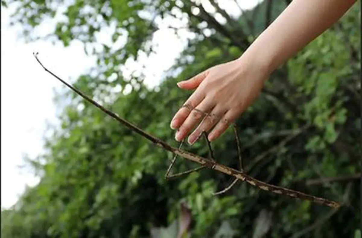 غول‌پیکرترین حشرات جهان، از چوبک ۶۰ سانتی‌متری تا جیرجیرک ۱۰۰ گرمی