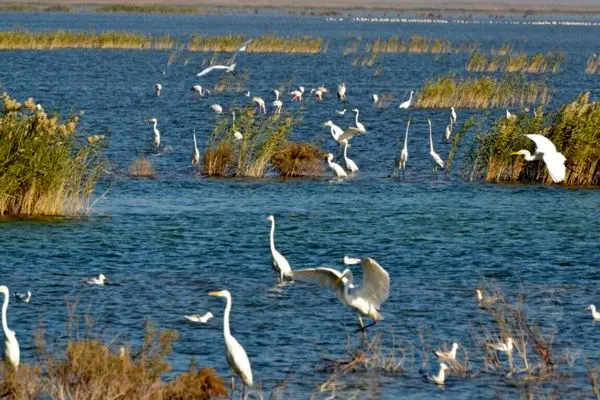 ۱۵ طرح زیست محیطی در خوزستان آماده بهره برداری است