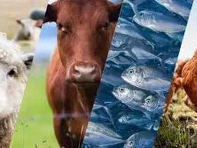 آغاز بیست‌وسومین نمایشگاه دام، طیور و صنایع وابسته