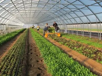 3 شهرک گلخانه‌ای برای واگذاری به بخش خصوصی آماده‌سازی شد / استان مرکزی رتبه 5 کشت گلخانه‌ای در کشور
