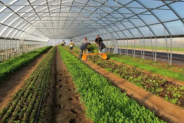 3 شهرک گلخانه‌ای برای واگذاری به بخش خصوصی آماده‌سازی شد / استان مرکزی رتبه 5 کشت گلخانه‌ای در کشور
