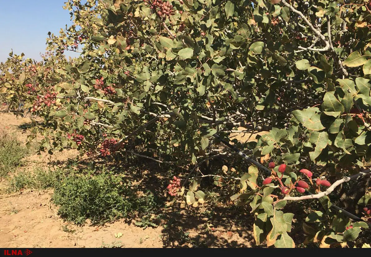 از هر یک متر مکعب آب فقط 100 گرم پسته برداشت می‌کنیم / آمریکا بدنبال قبضه کردن بازار پسته 