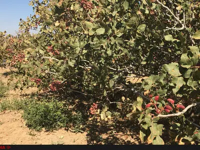 از هر یک متر مکعب آب فقط 100 گرم پسته برداشت می‌کنیم / آمریکا بدنبال قبضه کردن بازار پسته 