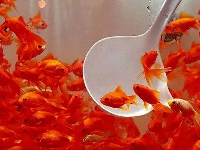 هشدار سازمان دامپزشکی درباره خرید و نگهداری ماهی قرمز