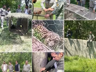 پلنگ سرگردان تا کنون وارد محل زندگی ساکنان کردان نشده است/سگ ها از روستا حفاظت می‌کنند/ اتخاذ تدابیر لازم برای زنده گیری پلنگ
