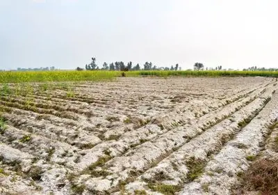 زمین‌های حاصلخیز فارس گرفتار شوری و تلخی آب شدند/تشدید بحران کشاورزی استان با آب شیرین کن‌ها 
