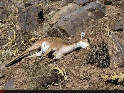 شیوع بیماری طاعون نشخوارکنندگان کوچک در منطقه شکار ممنوع طالقان