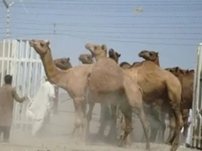 درصد آلودگی به ویروس کرونا پایین گزارش شد