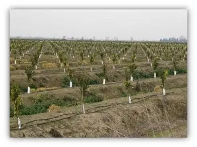 کنترل علف های هرز باغات با شخم در فصل پاییز