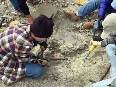 لاک‌پشت ۴۸ میلیون‌ ساله‌ای که در گردش پیدا شد