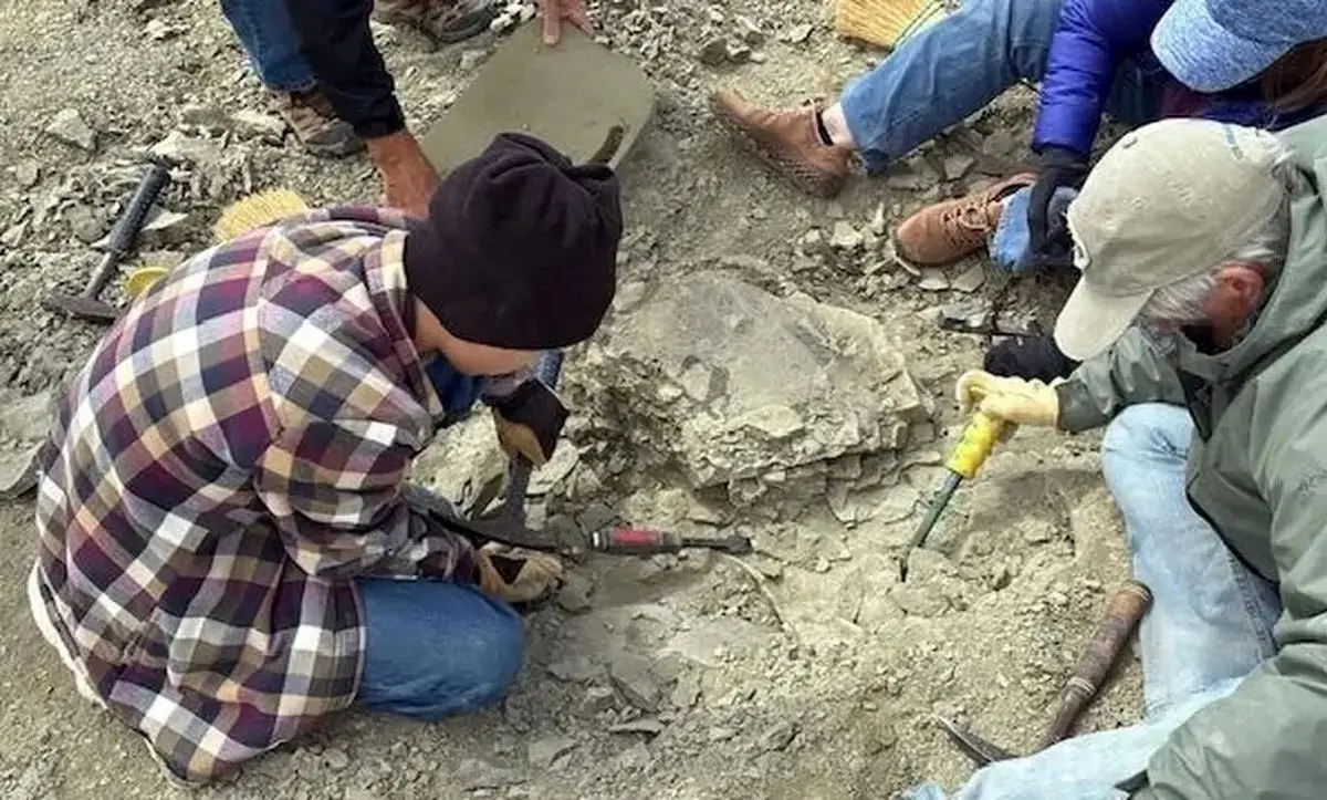 لاک‌پشت ۴۸ میلیون‌ ساله‌ای که در گردش پیدا شد