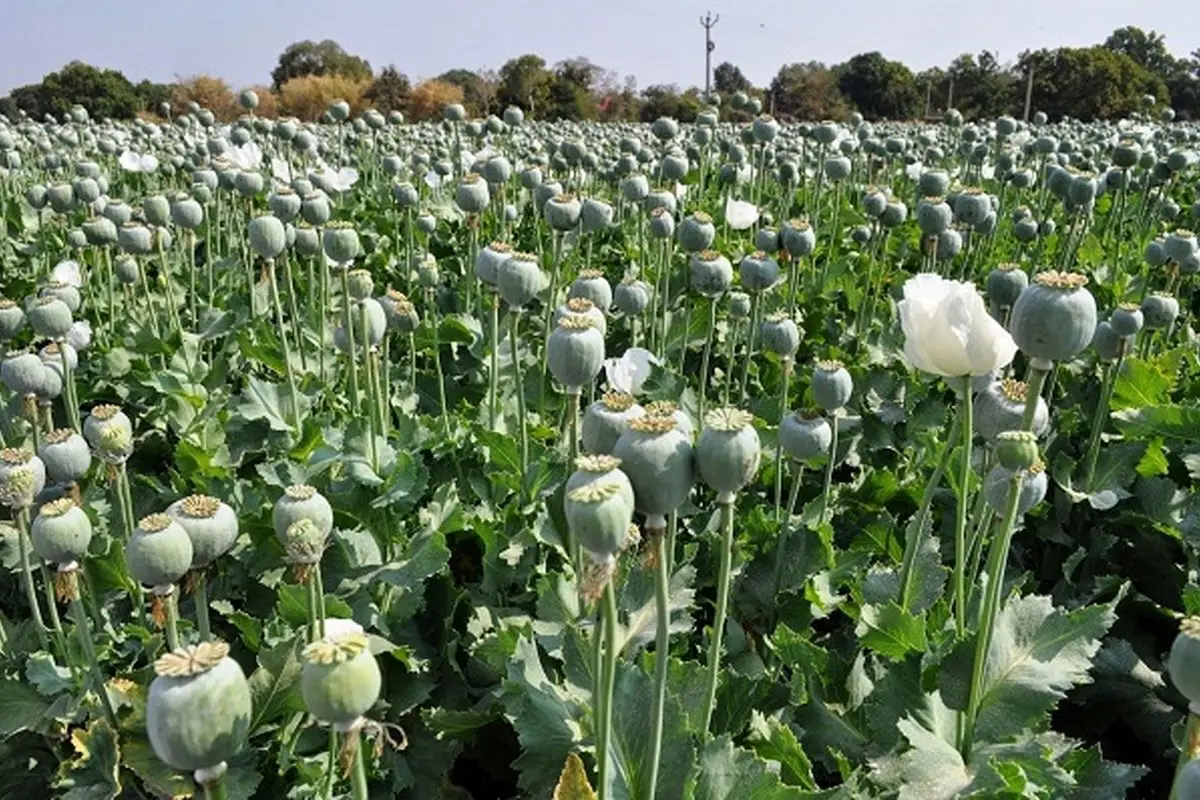 ۱۵ هزار هکتار از اراضی تحت پوشش کشت گیاهان ممنوعه در استان امحا شد