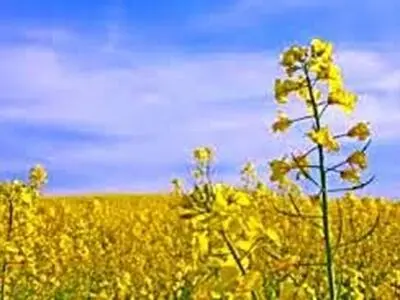 کشت و آبیاری به موقع، مهم‌ترین عامل موثر در کمیت و کیفیت کلزا