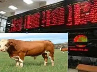 صادرات 50 راس دام سنگین از طریق بورس کالا برای نخستین بار