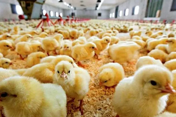 152 میلیون قطعه جوجه‌ریزی در بهمن/ ایران صادرکننده گوشت مرغ در خاورمیانه
