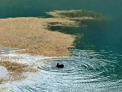 غرق شدن دختر جوان در دریاچه کیو خرم‌آباد