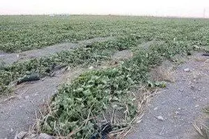 خسارت ۲۰۰ میلیارد ریالی بارش تگرگ و جاری شدن سیل به باغات و مزارع ۱۵ روستای شهرستان خوی
