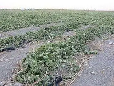 خسارت ۲۰۰ میلیارد ریالی بارش تگرگ و جاری شدن سیل به باغات و مزارع ۱۵ روستای شهرستان خوی