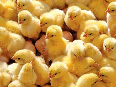جوجه‌ریزی بیش از 13 میلیون قطعه در واحدهای پرورش طیور استان مرکزی