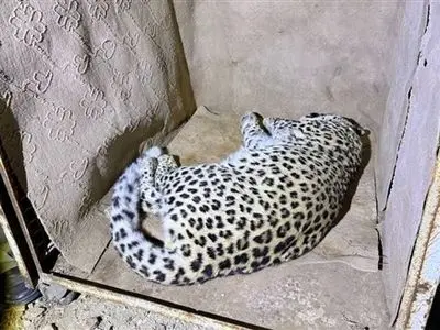 روند بررسی وضعیت سلامت «پلنگ شهمیرزاد» آغاز شد