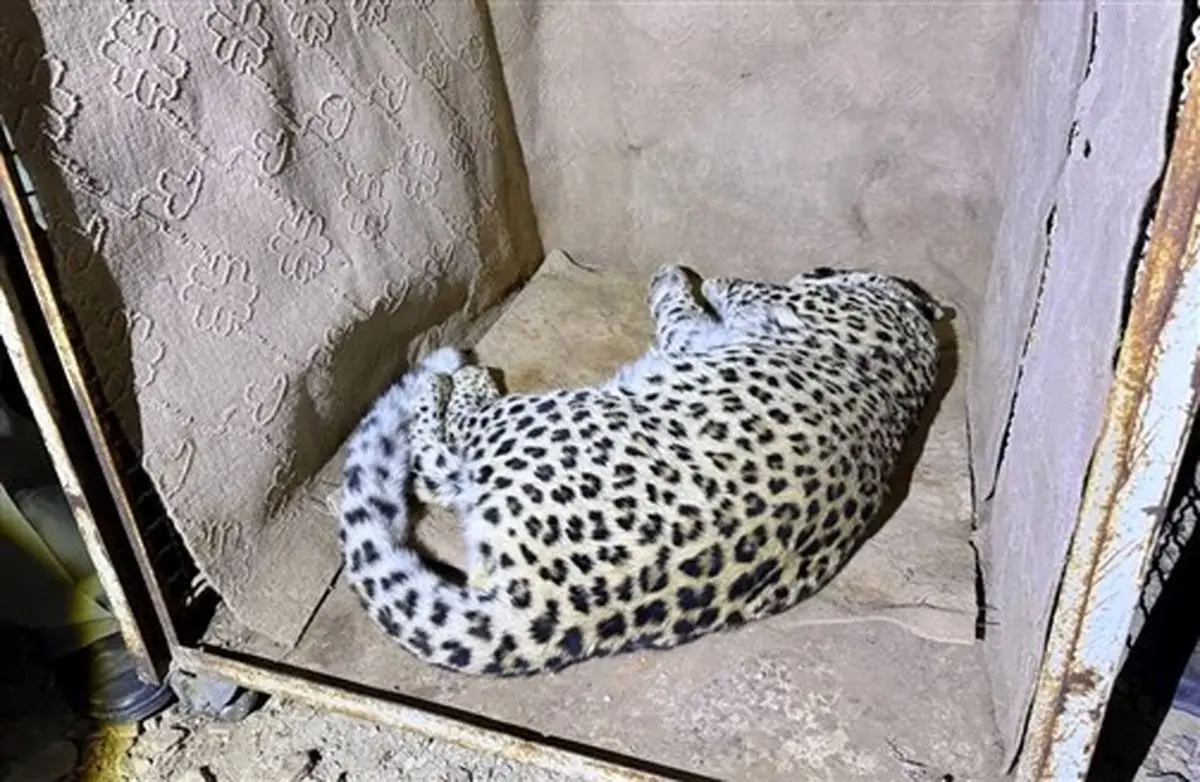 روند بررسی وضعیت سلامت «پلنگ شهمیرزاد» آغاز شد