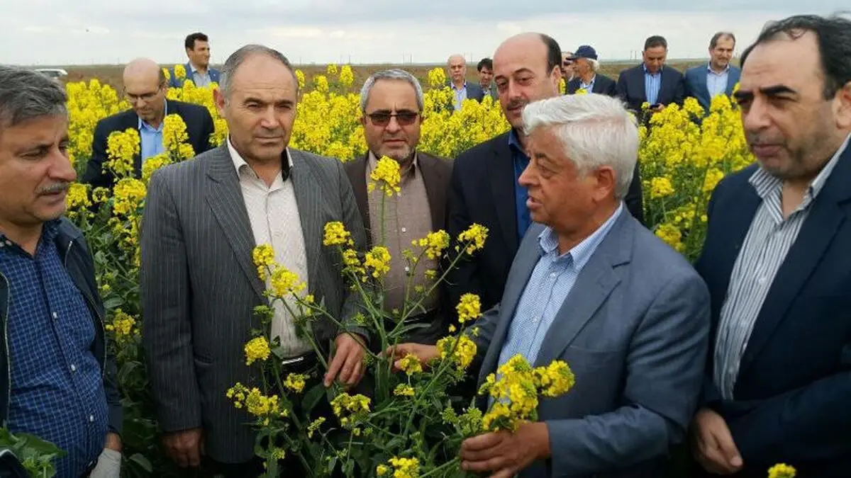 ۱۳.۵ میلیون تن گندم امسال در کشور تولید می شود/پیش بینی تولید ۳۵۰ هزارتن کلزا در سال زراعی جاری