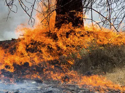 وقوع حریق در ۶۰ هکتار از جنگل‌ های گیلان