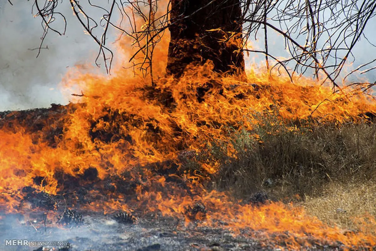 وقوع حریق در ۶۰ هکتار از جنگل‌ های گیلان