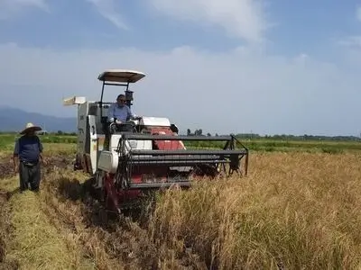 ۹۰درصد برنج رودسر به صورت مکانیزه برداشت می‌شود 