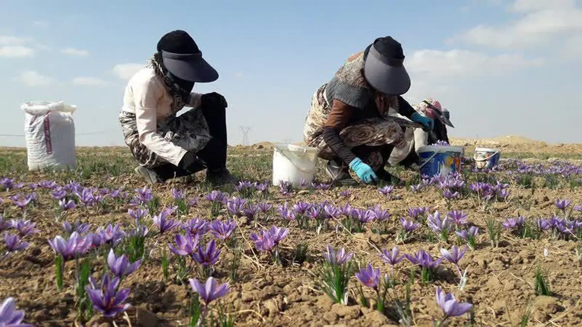 درآمد ١٩۵ میلیارد تومانی زعفران برای کشاورزان نیشابوری