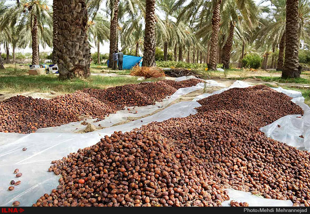 ممنوعیت صادرات سه نوع خرما 
