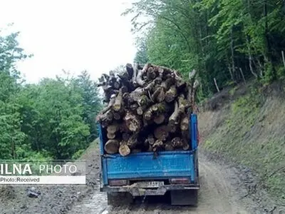کشف محموله اوکالیپتوس قاچاق در سمنان